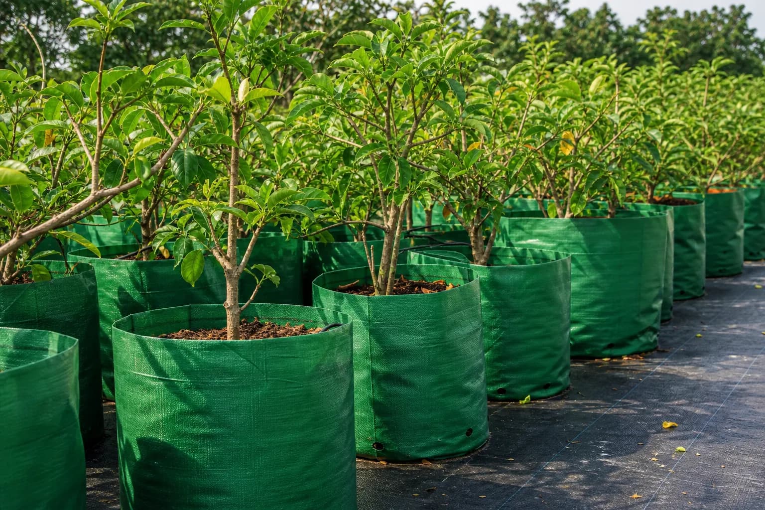 Planter Bag / Nursery Bags