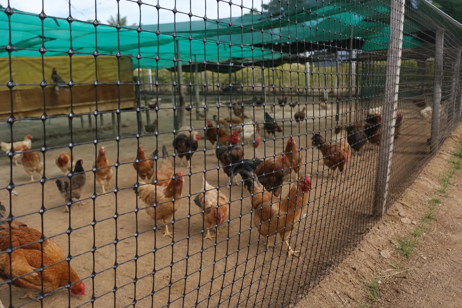 Poultry Net — Hero